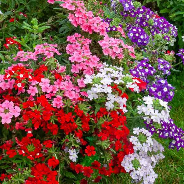 Fleurs - Verveine Brio Variée - face recto